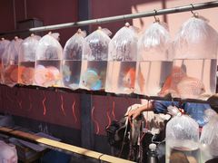 -中环花鸟鱼虫市场