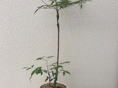 -八马茶业·茶馆茶室(罗湖万象城店)