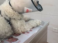 -荔康动物医院(康王北路店)