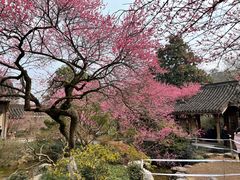 -杭州植物园