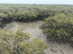 -北海金海湾红树林生态旅游区