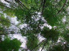 -缙云山景区