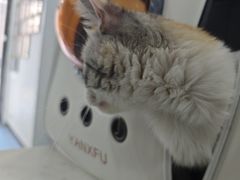 -特一安24小时宠物医院·骨科·中兽医