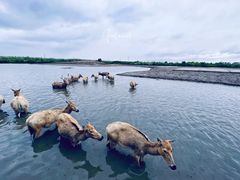 -宁波杭州湾国家湿地公园