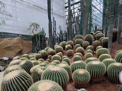 -南山植物园