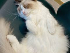 -飞行喵MR PILOT|猫舍·猫咖(静安大融城店)