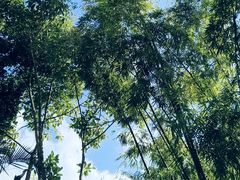 -荷花温泉