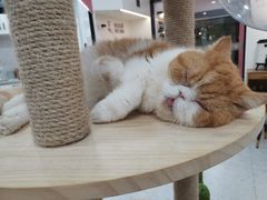 -喵园·猫主题咖啡厅·撸猫·猫咖(国贸店)