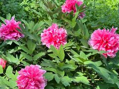 -成都驻京办餐厅(蜀都宾馆店)