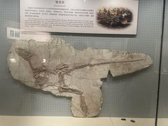 -辽宁古生物博物馆