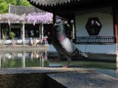 -西园戒幢律寺