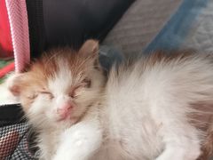 -严国平动物医院(德政总院)