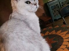 -猫猫幼稚园·撸猫·桌游·电玩
