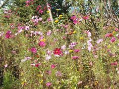 -武清南湖绿博园