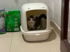 -猫大福·Fortune Cat猫舍(百子湾店)