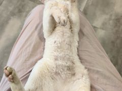 -楼上猫咖(罗湖店)