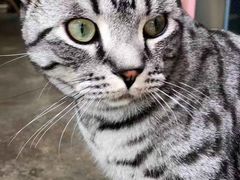 -喵屿·大理花园猫咖