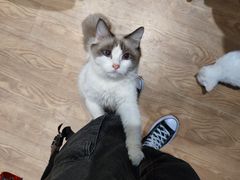-猫色咖啡·猫咖