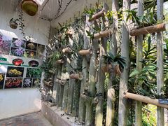 -中国科学院西双版纳热带植物园