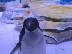 -上海海昌海洋公园-冰山北极馆