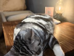 -咖法森林·咖啡  酒吧(天河店)