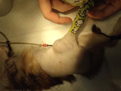 -萌兽医馆·宠物医院·猫骨科(创景店)