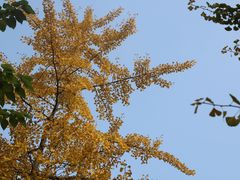 -四川大学(望江校区)