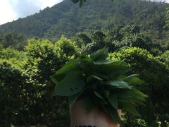 -皇鸽餐厅(龙塘店)