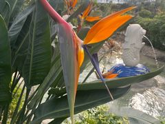 -南宫五洲植物乐园