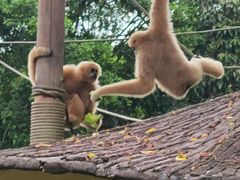 -深圳野生动物园