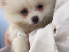 -宠颐生宠物医院·心肾内科·猫专科诊疗中心宠巢店