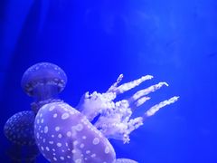 -迪拜水族馆及水下动物园
