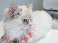 -怪兽屋·羊驼·猫咖·狗咖(俊华广场店)