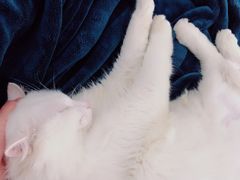 -十年猫舍·猫咪专门店(普陀店)