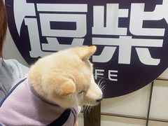 -逗柴咖啡屋·狗咖猫咖宠物桌游