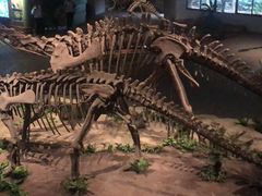 -自贡恐龙博物馆