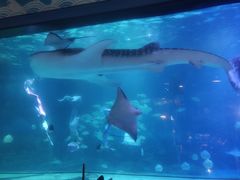 -烟台海昌鲸鲨海洋公园