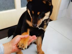 -北京京卫宠物寄养训练中心