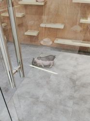 -神奇动物撸宠馆·羊驼·小浣熊·异宠(豫园店)