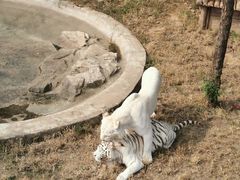 -石家庄市动物园