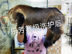 -汪小喵宠物·戴维斯乐芳希施宠馨宝皮毛调理洗护店