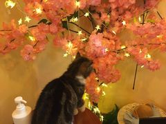 -李小姐の猫咖啡馆(五角场店)