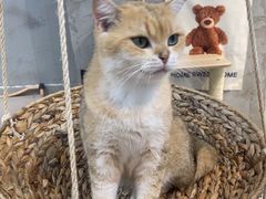 -Heymao猫咖.咖啡厅(东门店)