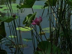 -丁香湖公园