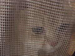 -瑞鹏宠物医院·爱宠堂·骨外专科(西荷分院)