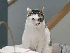 -猫里有甜