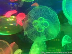 -左海海底世界