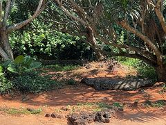 -海南热带野生动植物园