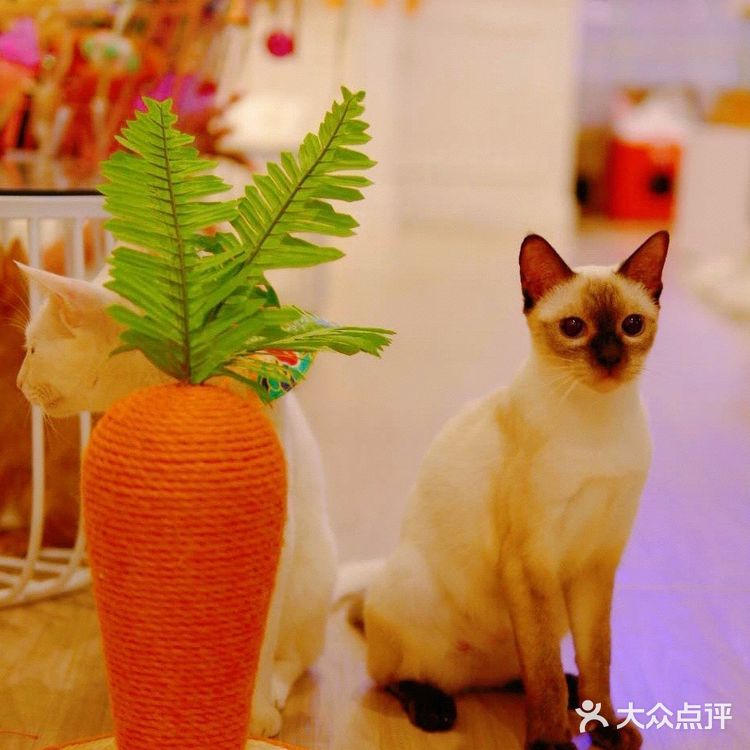 帕贝斯特猫花园|埃及艳后的万圣夜🎃🎃