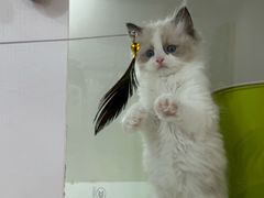 -青奢宠物·青奢猫舍